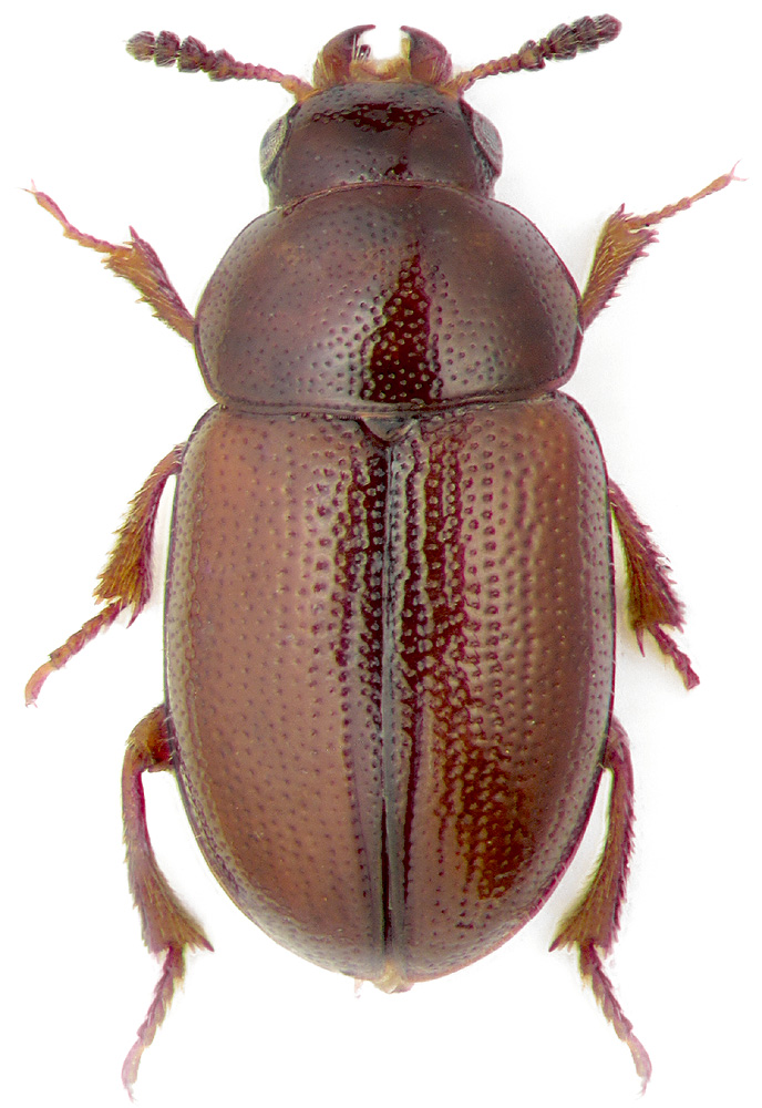 Hydnobius suturalis Zett.