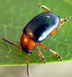   Gastrophysa polygoni (Chrysomelidae)