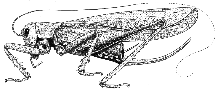 Кузнечик рисунок биология