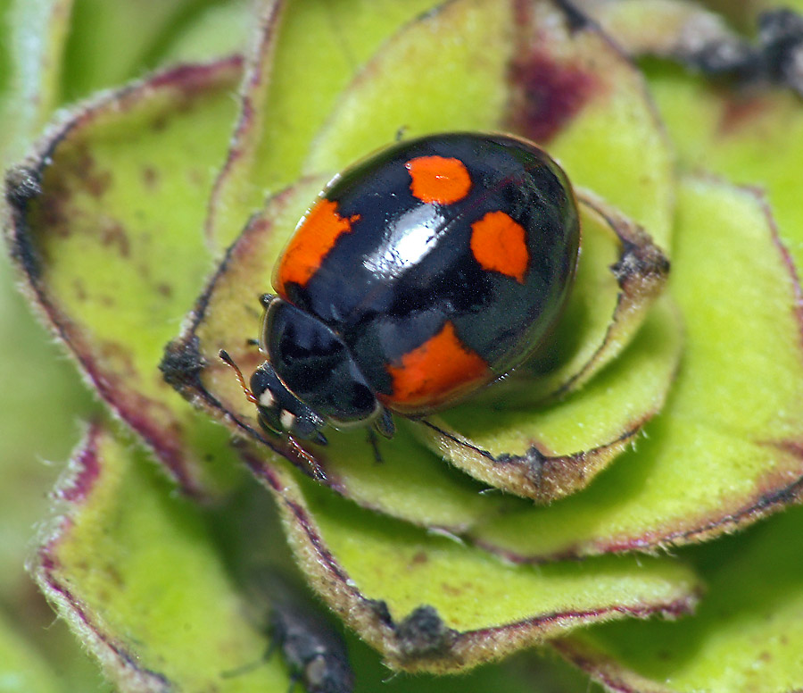 Коровка 2-точечная (Adalia bipunctata) Божья