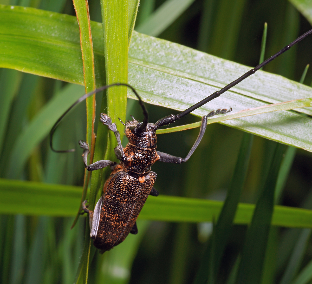 Еловый усач. Жук усач монохамус. Черный Сосновый усач (Monochamus galloprovincialis oliv.). Жук усач бронзовый Сосновый. Жук усач Сосновый.