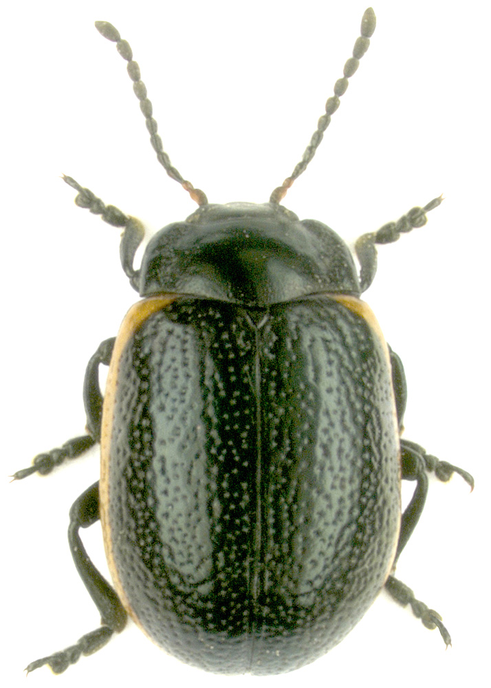 Chrysolina sanguinolenta (Linnaeus, 1758)