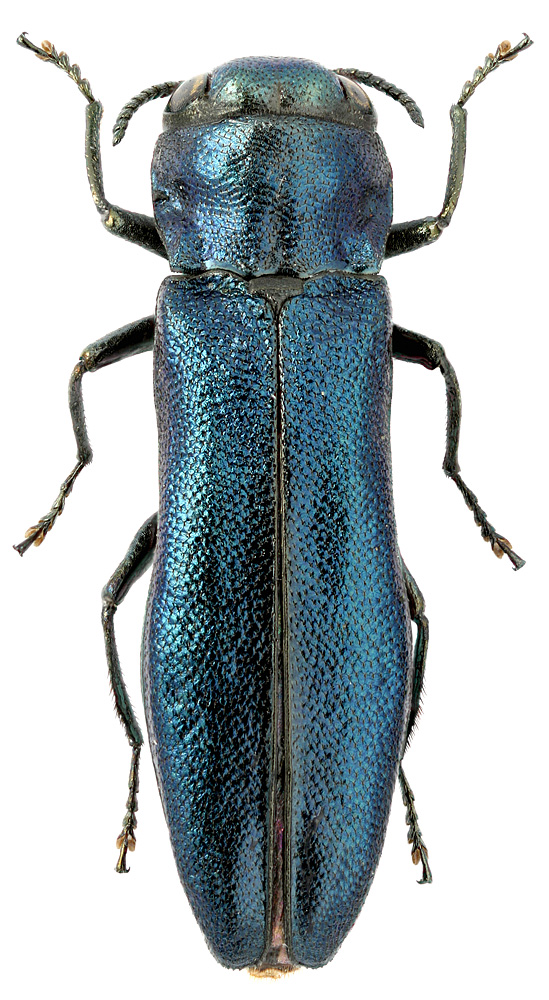 Agrilus (Robertius) delphinensis