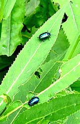 Chrysochloa (?) cacaliae Schrank (Chrysomelidae)