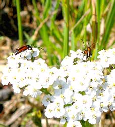 Stenurella melanura (Linnaeus, 1758) (Cerambycidae)