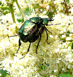 Gnorimus nobilis (Linnaeus, 1758) (Scarabaeidae)