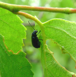 Altica aenescens (Weise, 1888)