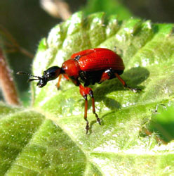 Apoderus coryli (Linnaeus, 1758)