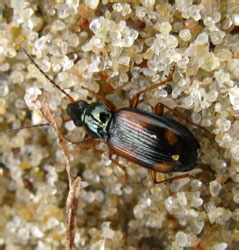 Bembidion tetracolum Say, 1823<br>[=ustulatum auct. nec (Linnaeus, 1758)]