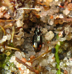 Bembidion biguttatum (Fabricius, 1779)