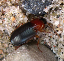 Calathus melanocephalus (Linnaeus, 1758)