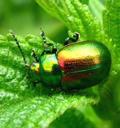 Chrysolina (Euchrysolina) graminis<br>(Linnaeus, 1758)