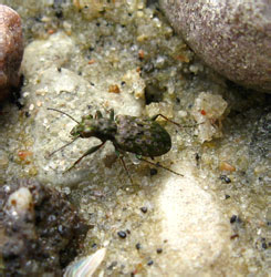 Elaphrus riparius (Linnaeus, 1758)