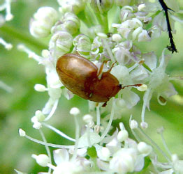 Epuraea sp.