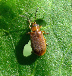 Galerucella aquatica (Geoffroy, 1785)