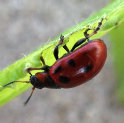 Gonioctena linnaeana (Schranck, 1781)