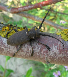 Lamia textor (Linnaeus, 1758)