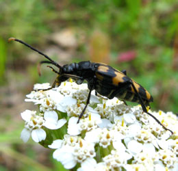 Leptura quadrifasciata Linnaeus, 1758