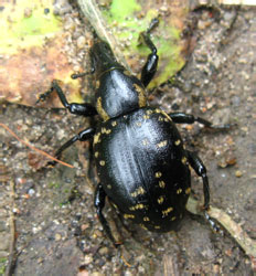 Liparus glabrirostris Kuster, 1849