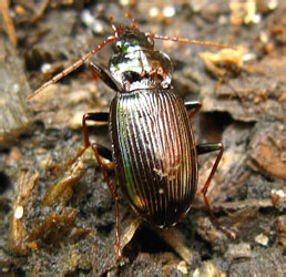 Nebria (s.str.) brevicollis (Fabricius, 1792)