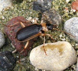 Nebria (Paranebria) livida (Linnaeus, 1758)