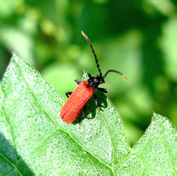 Platycis minuta (Fabricius, 1787)