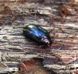 Platydema violaceum (Fabricius, 1790)