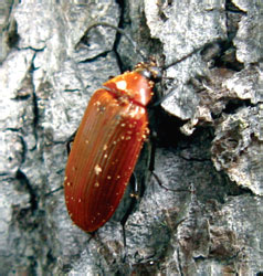 Pseudocistela ceramboides (Linnaeus, 1758)