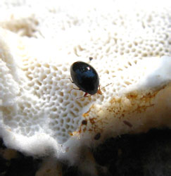 Scaphisoma agaricinum (Linnaeus, 1758)