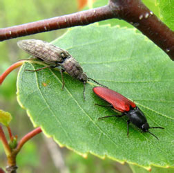 Actenicerus sjaelandicus (Muller, 1764)<br> Ampedus sp.