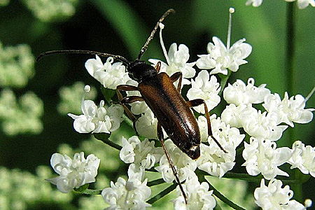 Alosterna tabacicolor (De Geer, 1775) - 