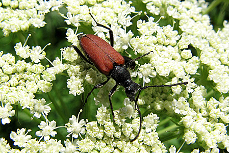 Anastrangalia sanguinolenta (Linnaeus, 1760) - 