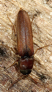 Isorhipis nigriceps