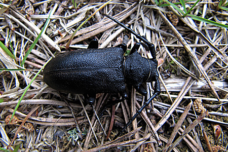 Lamia textor (Linnaeus, 1758)