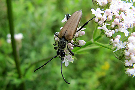 Lepturalia nigripes (De Geer, 1775)