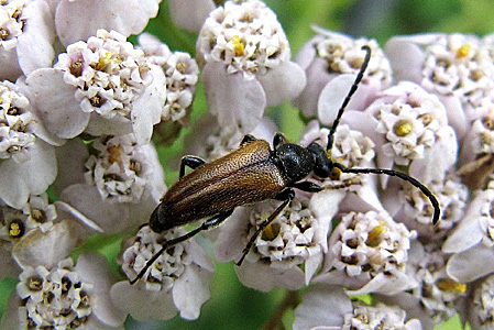 Pseudovadonia livida (Fabricius, 1776)