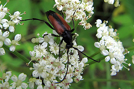 Stenurella melanura (Linnaeus, 1758) - 