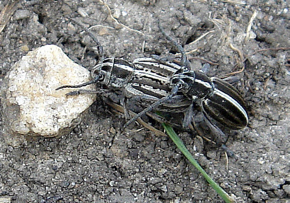 Dorcadion pusillum tanaiticum Kasatkin, 2002