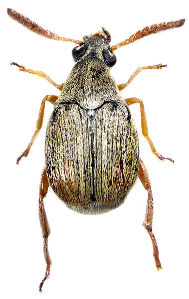 Bruchidius glycyrrhizae