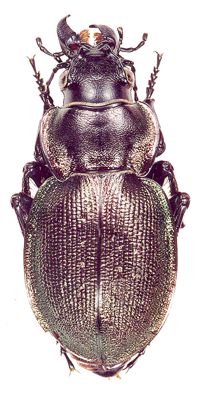 Callisthenes (s. str.) elegans kolshengelicus Obydov, 1997