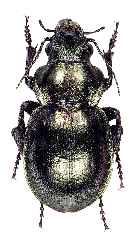 Callisthenes (s. str.) elegans danilevskii Obydov, 1997