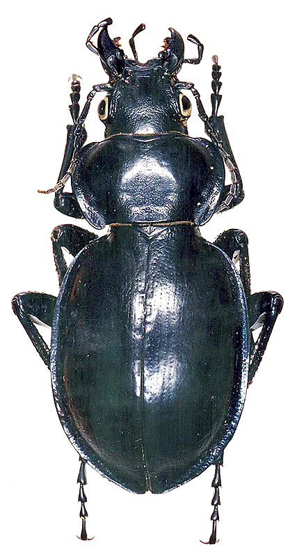 Callisthenes (s. str.) glasunowi (Semenov, 1900)