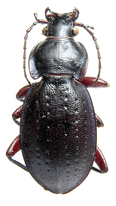 Carabus (Trachycarabus) besseri Fischer von Waldheim, 1822