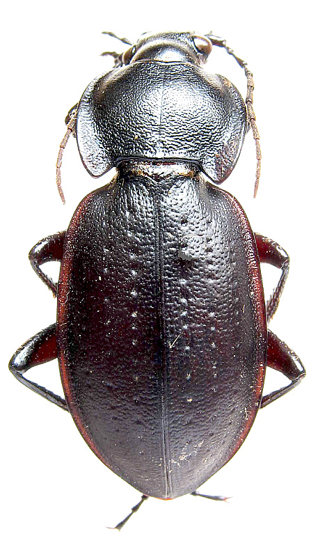 Carabus (Trachycarabus) errans Fischer von Waldheim, 1823