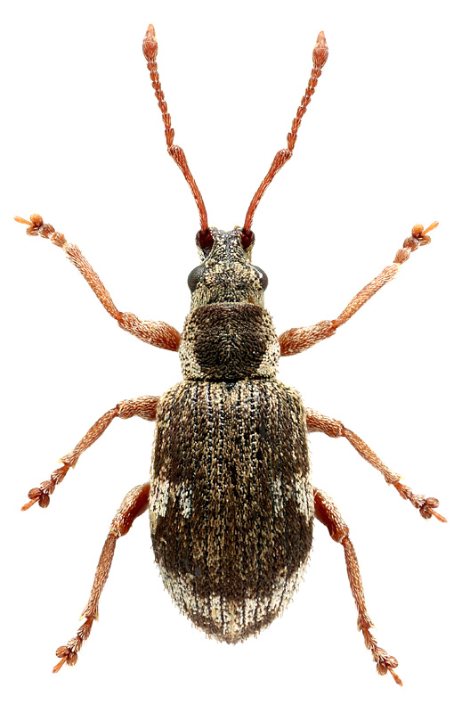 Pseudomyllocerus caucasicus (Stierlin, 1883)</b> - det. .. 