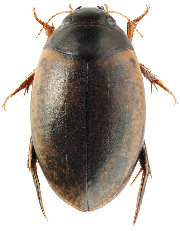 Agabus conspicuus Sharp