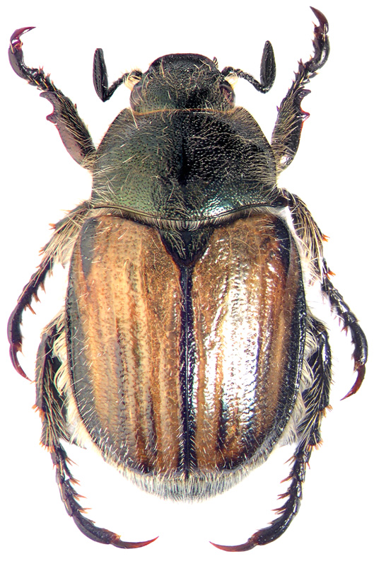 Blitopertha majuscula Medv.