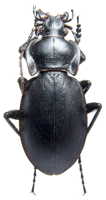 Carabus (Trachycarabus) mandibularis mandibularis Fischer von Waldheim, 1828