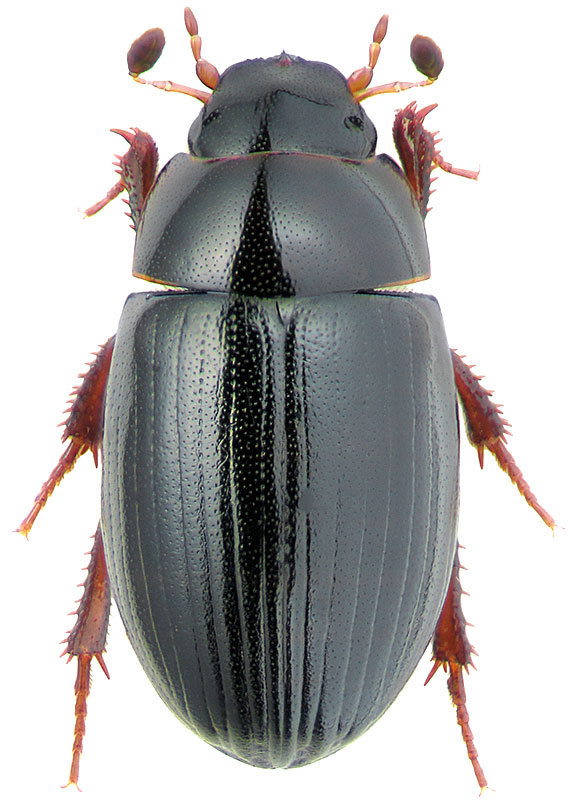 Cercyon littoralis Gyll.