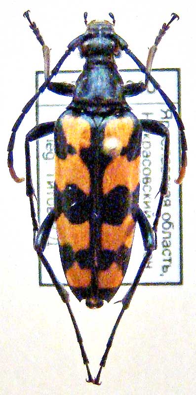 Leptura quadrifasciata L., 1758